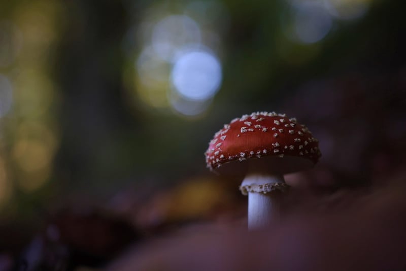 Garden Gnome