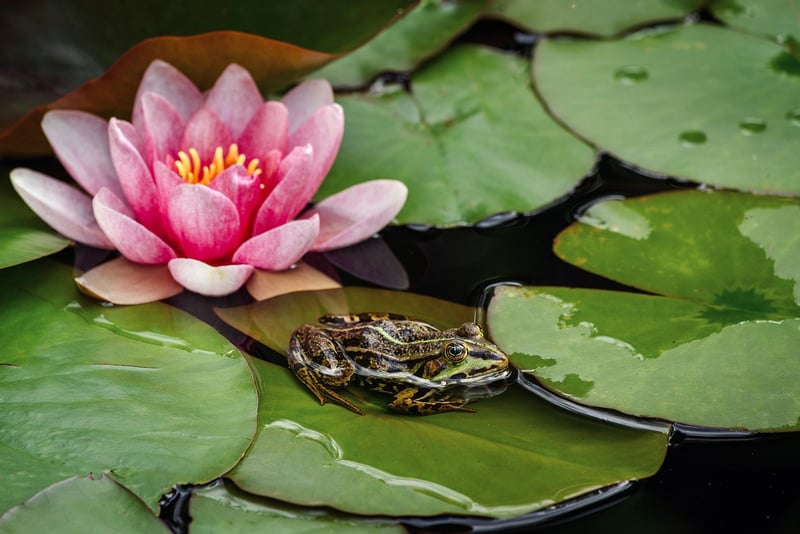 Mermaid Pond