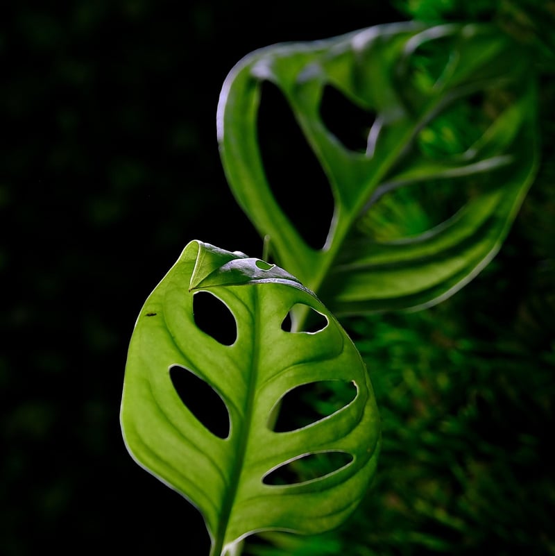 Monstera Adansonii