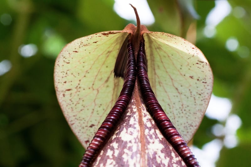 Nepenthes Pitcher Plant