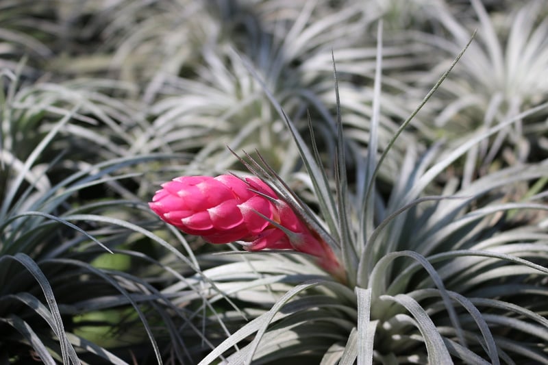Tillandsia Caput-Medusae